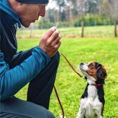 Wenn der Hund lammfromm wird