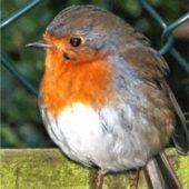 Die Vogelwelt erkunden