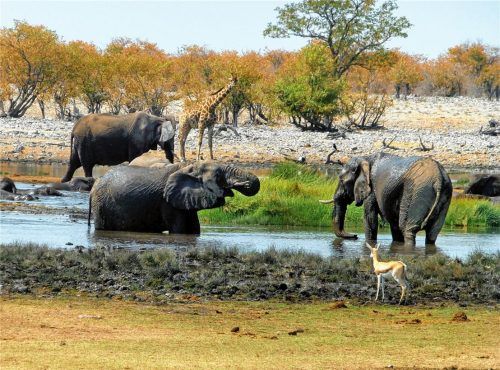 Die afrikanische Tierwelt hautnah erleben lässt sich im Etosha-Nationalpark. Foto wikinger reisen