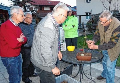Die Zwergbäumchen-Freunde schauten schon genau hin, als Ulrich Gradner (rechts) an seiner Hainbuche die Schere ansetzte.Foto hoffmann