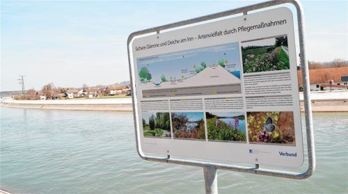 Diese Hinweistafel am Kanal bei St. Erasmus kommt bei vielen Bürgern nicht gut an. Während gerade die Böschung betoniert wird, weist sie auf Artenvielfalt durch Pflegemaßnahmen hin. Für SPD-Fraktionssprecherin Susanne Engelmann kommt das so rüber, als wollte man die Leute veräppeln. Dabei sind ja einige ökologische Ausgleichsmaßnahmen vorbereitet. So wurde zum Beispiel ökologisch wertvoller Oberboden abgetragen und am Damm gelagert (siehe unten), um ihn wieder der Natur zurück zu geben.Fotos  Grundner