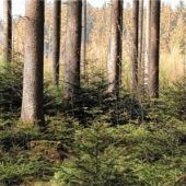 Mehr Eigenbewirtschaftung anstelle der Vergabe an Jagdpächter