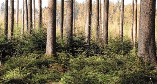 Dieses Bild bot sich den Teilnehmern der Waldbegehung: Unter dem Altbestand gedeiht die nächste Waldgeneration. Foto Reisner