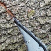 Tödlicher Unfall bei Baumfällarbeiten