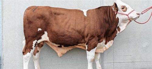 Einer der verkauften Stiere, beim Miesbacher Großviehmarkt vorgestellt von Anton und Monika Dauer aus Reichertshofen. Wie dieser Stier erzielten viele gute Preise. Foto re