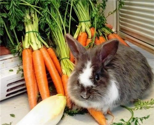 Gelbe Rüben sind gut und schön, aber ein neues Zuhause wäre noch viel schöner. Foto Tierheim