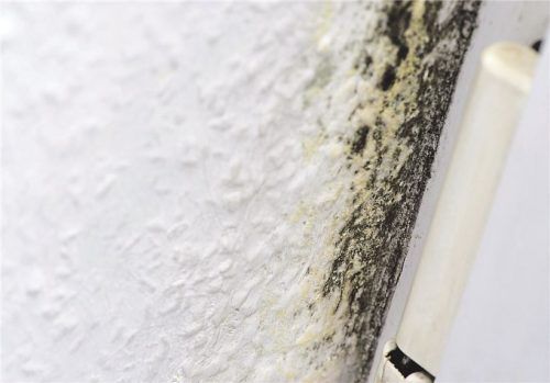 Gerade an den Fenstern und speziell in den Ecken bilden sich über den Winter leicht Schimmelflecken. Foto dpa/Warnecke