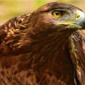 Falknerei lässt Adler und Falken fliegen