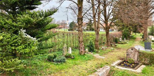 Hinter der Buchenhecke liegt die Wiese auf der der Auer Gedenkwaldgarten erweitert werden soll.Fotos Kriechbaumer