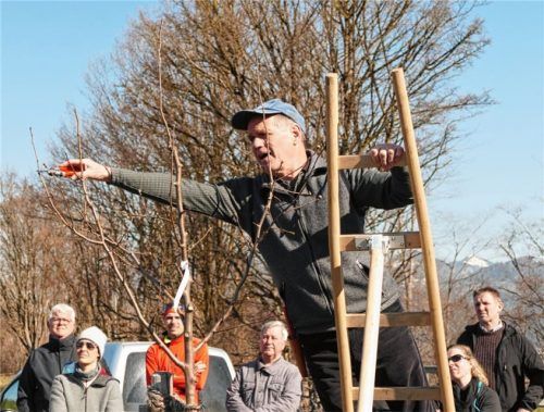 Kreisgartenfachberater Harald Lorenz zeigt den fachmännischen Obstbaumschnitt. Noch blicken die Baumpaten etwas ratlos. Schließlich nahmen sie selbst die Schere in die Hand. Foto hoffmann