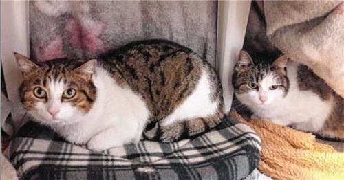 Noch scheu und zurückhaltend: „Hanno“ und „Holly“ aus dem Tierheim Ostermünchen. Foto re