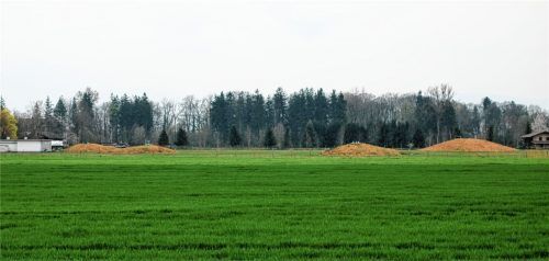 Unter den vier Hügeln liegen die Brunnen im ehemaligen Trinkwassergewinnungsgebiet Pullach. Jetzt sollen sie zurückgebaut werden. Foto Riediger