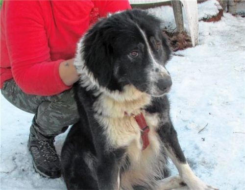 Verspielt und menschenbezogen: Mischlingshündin Luna aus dem Tierheim Rosenheim. Foto re