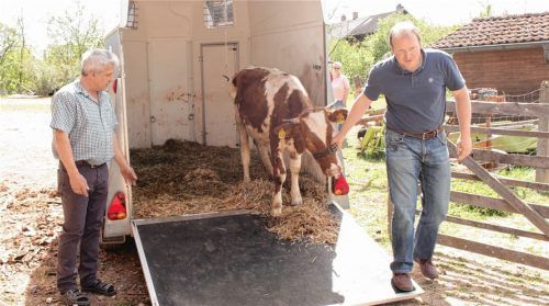 Viel Platz im Pferdeanhänger hat Kuh Bernadette, die mit knapp zwei Jahren nicht größer als ein einjähriges Kalb ist. Sie ist ein Kümmerling. Auf dem Hof von Alfons Grandl-Berghammer in Aschau hat sie nun einen neuen Platz gefunden, Landwirt Lorenz Schober führt sie auf die Weide. Foto  lohmann