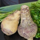 Die Steckrübe ist wieder da und voll im Trend