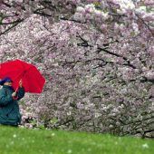 Frühbeet und Blüte vor Kälte schützen