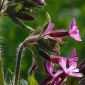 Wie der Garten zum Insektenparadies wird