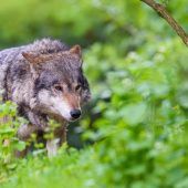 Wolf-Abschuss schon bei „ernsten“ Schäden