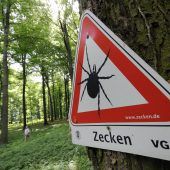Es droht ein extremer Zeckensommer