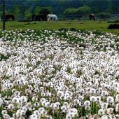 Pusteblumen in Howaschen