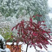 Das letzte Aufbäumen des Winters
