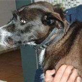 Hund und Besitzer wieder vereint