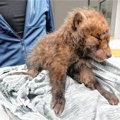 Wanderer retten kleinen Fuchs