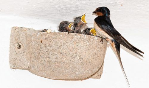 Bei der Fütterung: Schwalben brüten an Gebäuden. Dieses Nest wurde mithilfe des Landesbundes für Vogelschutz angebracht und ist die neue Heimat dieser Schwalbenfamilie. Foto Juretzky