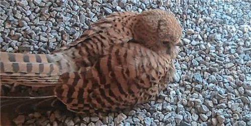 Das brütende Weibchen des Eggstätter Turmfalken-Pärchens. Foto re