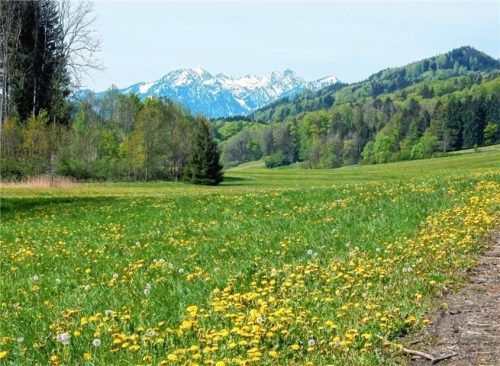 Der Bürgerantrag setzt sich für die Artenvielfalt in der Gemeinde ein. Blühflächen wie diese am Samerberg sollen dazu beitragen.