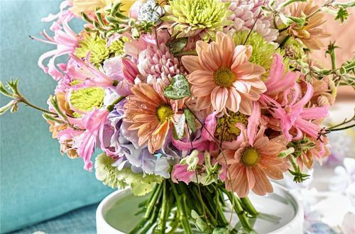 Die Chrysantheme stammt ursprünglich aus Japan. Zum Muttertag verschenken Söhne und Töchter die ausladenden Blüten zusammen mit einem großen „Dankeschön“.Fotos Justchrys