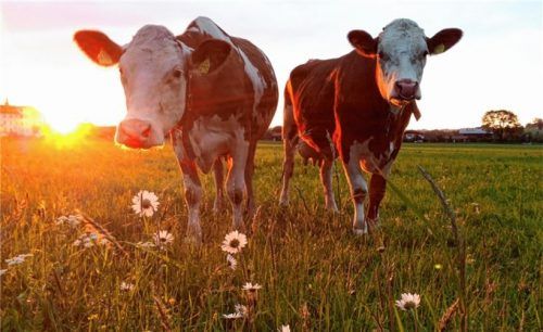 Die Milchviehhaltung prägt die Gemeinden der Öko-Modellregion Hochries-Kampenwand-Wendelstein. Foto re