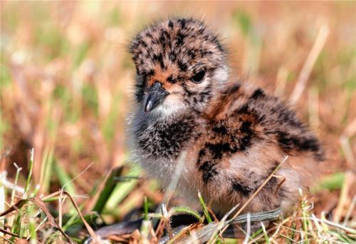 Dieses Kiebitzküken ist einen Tag alt. Der Nachwuchs des Bodenbrüters ist durch die Bewirtschaftung landwirtschaftlicher Flächen bedroht. Ein Schutzprojekt soll Bauern dafür sensibilisieren.Foto  LBV