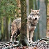 Der Wolf: Willkommen oder nicht?