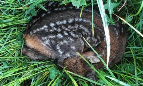 Gestern in Suranger (Amerang) entdeckt: ein etwa eine Woche altes Rehkitz.Foto Schurrer