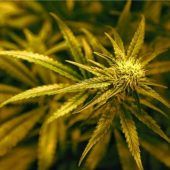 Fragwürdige Marihuana-Rezepte