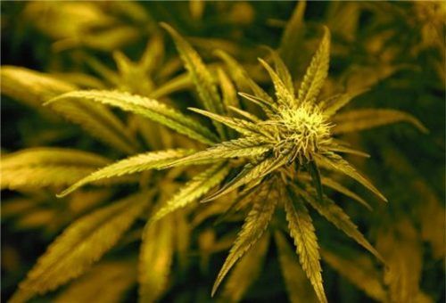 In seinem Keller hatte der Angeklagte eine komplette Aufzuchtanlage für Marihuana installiert. ARCHIV DPA