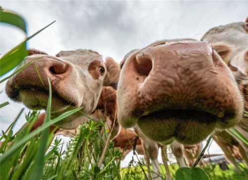 Ist die glückliche Kuh auf der Weide ein Auslaufmodell? Experten sind unterschiedlicher Ansicht, ab welcher Milchleistung das Tierwohl in Gefahr gerät. Foto dpa