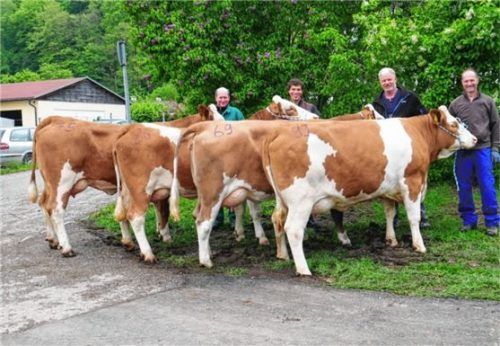Mit Jungkühen der Wertklasse 1: Manfred Grafetstetter, Trostberg, Thomas Anzenberger, Schnaitsee, Georg Hofstetter, Vogtareuth, und Hans Schederecker, Schnaitsee (von links). Foto re