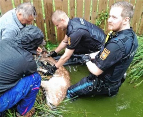 Mit vollem Körpereinsatz: In einem Teich fixieren Polizisten und Helfer das trächtige Tier. Foto Polizei