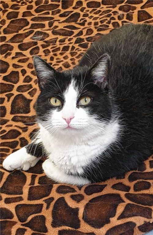 Sissi ist Fremden gegenüber zunächst skeptisch, gewinnt man ihr Katzenherz, ist sie verschmust. Foto Tierheim