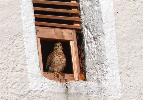 Von Zeit zu Zeit verlässt das Turmfalken-Weibchen das Gelege für ein paar Minuten und zeigt sich am Eingang zum Nest im Kirchturm. Fotos Ammelburger