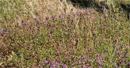 Zum Beispiel Thymian: Die niedrig blühende Heil- und Gewürzpflanze dringt auf eine versiegelte Fläche vor. Das ist ideal für Insekten, so Andreas Zahn vom Bund Naturschutz. Fotos  re/Zahn