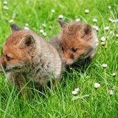 Ersatzeltern für die Fuchsbabys