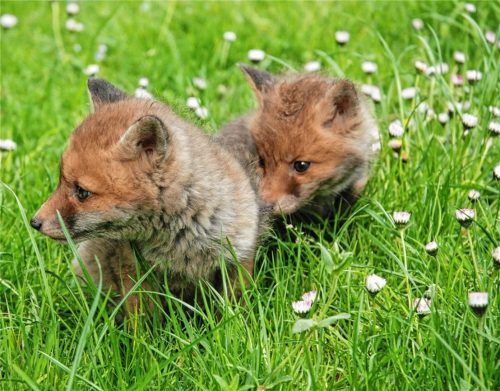 Zum Knuddeln sind die beiden jungen Fuchswelpen. Doch der Kontakt zum Menschen soll auf ein Minimum reduziert werden, damit die Tiere später ausgewildert werden können. Foto  Lohmann