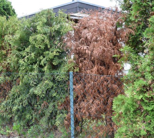 OVB Heimatzeitungen | Die richtige Thuja-Pflege in heien Sommern