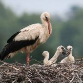 Viele Jungstörche Opfer des Starkregens