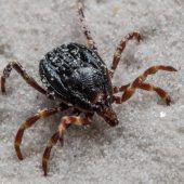 Tropische Zecke überwintert erstmals in Deutschland