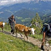Almauftriebe starten mit Verspätung