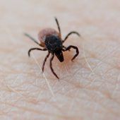 Schon 690 Borreliose-Fälle